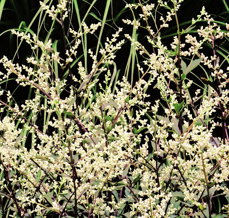 Artemisia lactifloraWHITE MUGWORT SeedScape