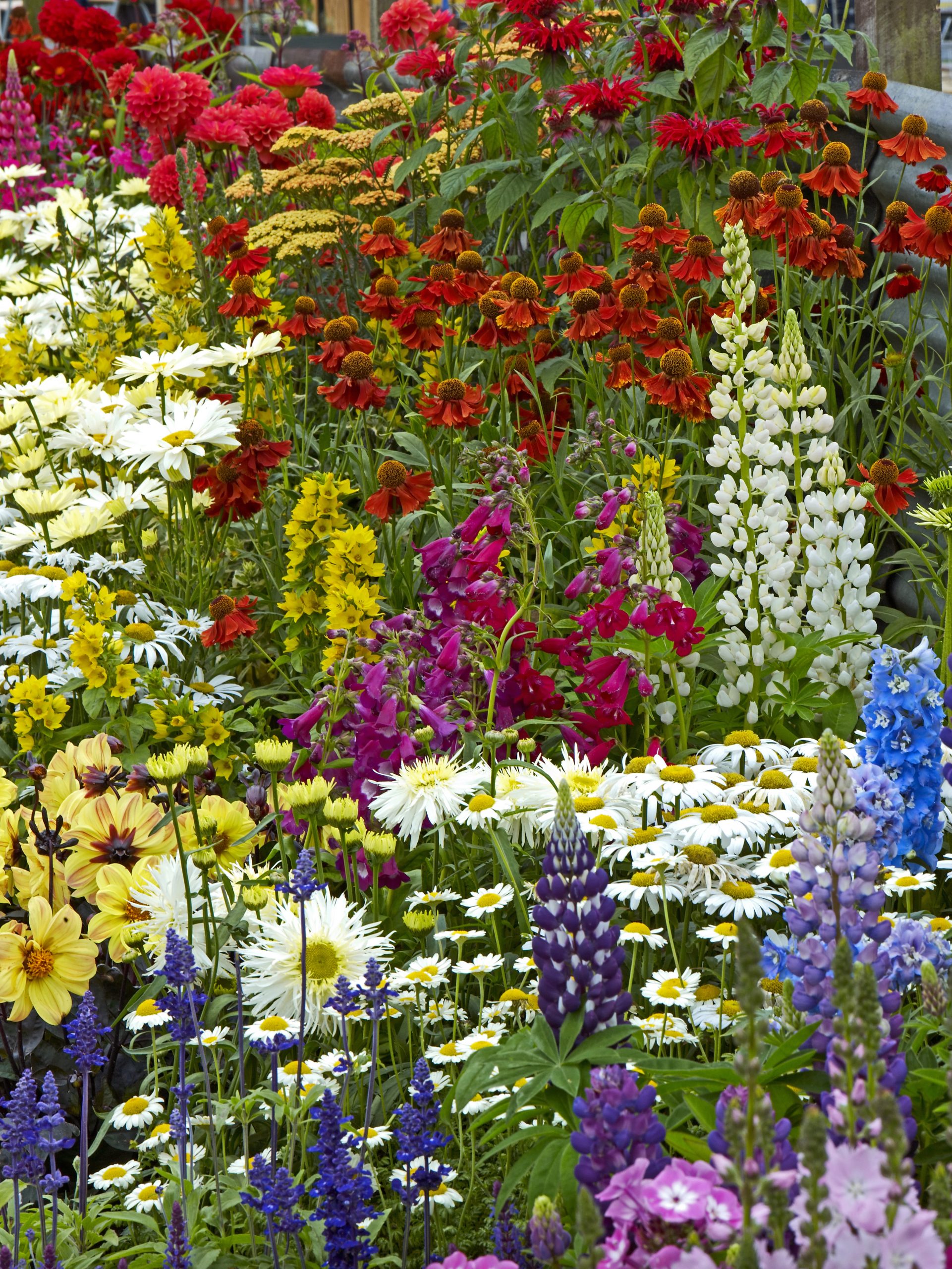 COTTAGE GARDEN SCATTER SEED SeedScape