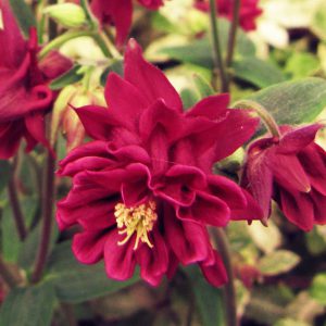 Aquilegia vulgaris var. stellata <p>'Ruby Port' <p>RUBY GRANNY BONNETS</p>