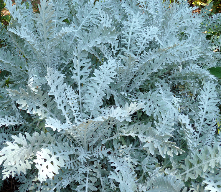 Centaurea cineraria <p>DUSTY MILLER <p>SALE: Buy 1 get 2 packs</p>