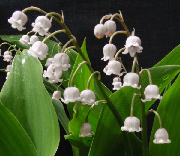 Convallaria majalis LILY OF THE VALLEY - SeedScape