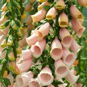 Digitalis purpurea Apricot Beauty