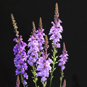 Linaria purpurea <p>PURPLE PERENNIAL TOADFLAX</p>