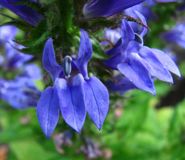 Lobelia Siphilitica 'Blue Selection' BLUE CARDINAL FLOWER - SeedScape