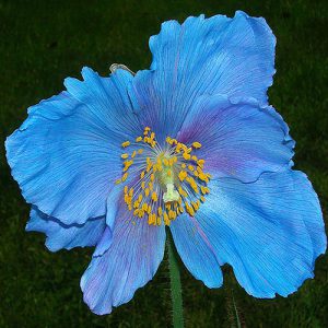 Meconopsis x sheldonii Lingholm
