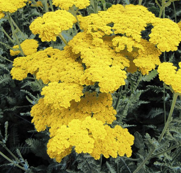 Achillea clypeolata MOONSHINE YARROW - SeedScape