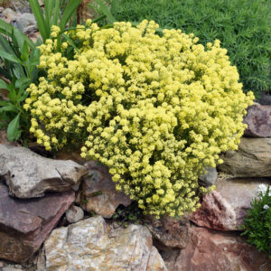 Alyssum saxatile <p>‘Sulphureum’ <p>LEMON PERENNIAL ALYSSUM <p>Syn. Aurinia saxatilis</p>