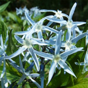 Amsonia tabernaemontana <p>EASTERN BLUE STARS</p>