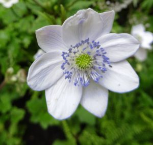 Anemone rivularis BLUE BACKED WINDFLOWER - SeedScape