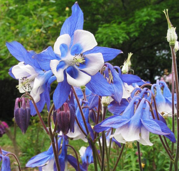 Aquilegia discolor<p><p>DWARF SPANISH COLUMBINE<p>