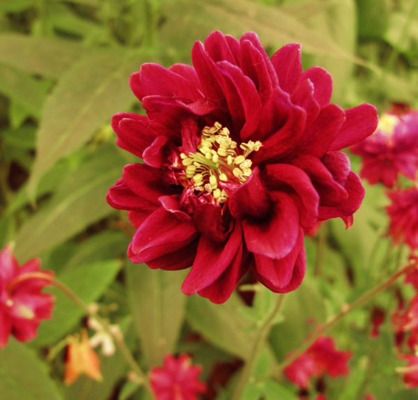 Aquilegia vulgaris var. stellata plena ‘Bordeaux Barlow’<p><p>BORDEAUX BARLOW COLUMBINES<p>SALE: Buy 1 get 2 packs</p>