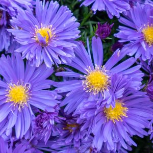 Aster alpinus <p>'Goliath' <p>GOLIATH ALPINE ASTER</p>
