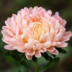 Cut Flowers