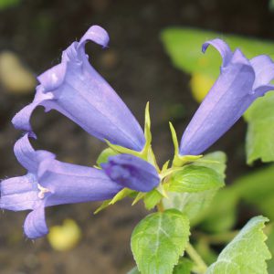 Campanula tommasiniana <p>CROATIAN BELLFLOWER</p>