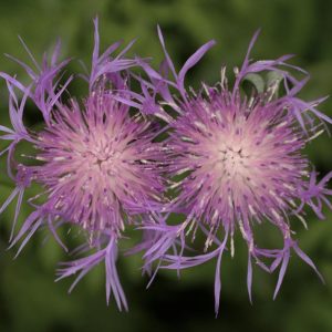 Centaurea <p>pulcherrima <p>DWARF PINK CORNFLOWER <p>SALE: Buy 1 get 2 packs <p>No Tas<p></p>