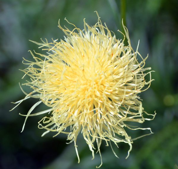 Centaurea ruthenica  <p><p>TRANSYLVANIAN CORNFLOWER <p>No WA</p>