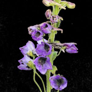 Delphinium vestitum <p>BLACK HEARTED DELPHINIUM</p>