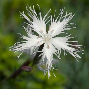 Dianthus arenarius f. nanus ‘Little Maiden’ <p>LITTLE MAIDEN PICOTEE</p>