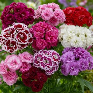 Dianthus barbatus fl. pl. nanus 'Pinocchio'<p>DWARF DOUBLE SWEET WILLIAMS</p>