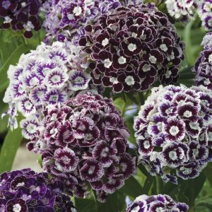 Dianthus barbatus ‘Purple Crown’ <p>PURPLE CROWN SWEET WILLIAMS