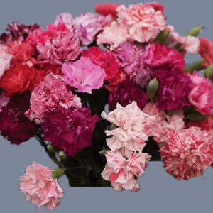 Dianthus caryophyllus <p>‘Picotee Mix’ <p>HERITAGE FRENCH PICOTEE PINKS</p>