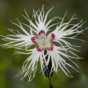 Dianthus spiculifolius <p>FEATHERED PICOTEE</p>