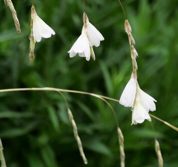 Dierama argyreum <p><p>DWARF WHITE FAIRY RODS<p>