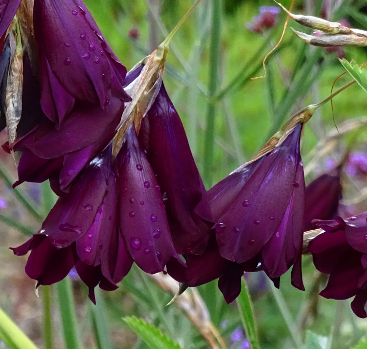 Dierama pulcherrimum <p>‘Blackbird’ <p>BLACKBIRD FAIRY FISHING RODS</p>
