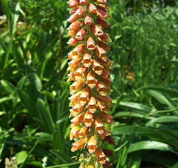 Digitalis ferruginea 'Gigantea' <p>GIANT RUSTY PERENNIAL FOXGLOVE <p>No Tas.</p>
