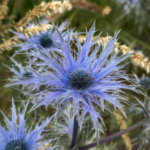 Eryngium alpinum <p>‘Blue Star’ <p>BLUE STAR SEA HOLLY</p>