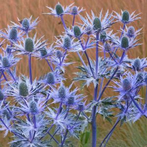 Eryngium bourgatii <p>MEDITERRANEAN SEA HOLLY<p>