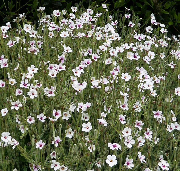 Geranium maderense <p>‘Guernsey White' <p>GUERNSEY WHITE MADEIRA CRANESBILL</p>