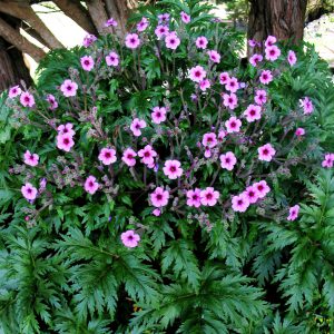 Geranium maderense <p>MADEIRA CRANESBILL</p>