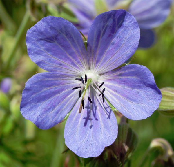 Geranium pratense <p><p>BLUE MEADOW CRANESBILL<p>SALE: Buy 1 get 2 packs</p>