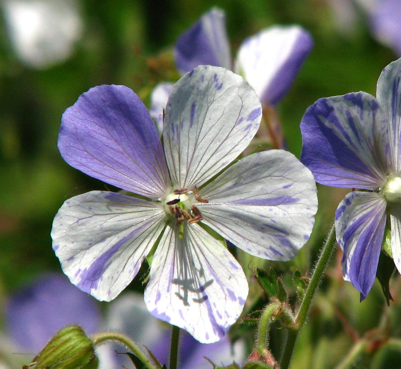 Geranium pratense 'Striatum’ <p>SPLISH SPLASH CRANESBILL</p>