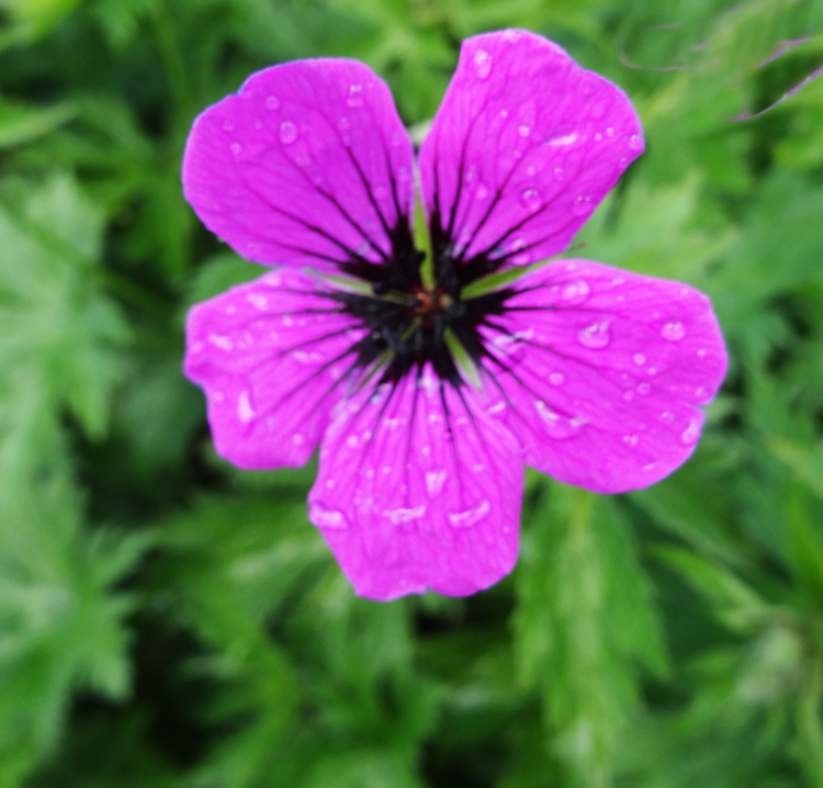 Geranium psilostemon <p>ARMENIAN CRANESBILL<p>
