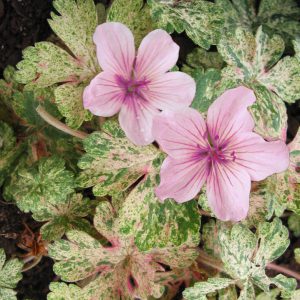 Groundcovers