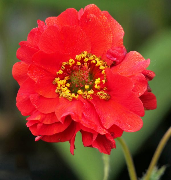 Geum chiloense <p>‘Red Dragon’ <p><p>RED DRAGON GEUM</p>