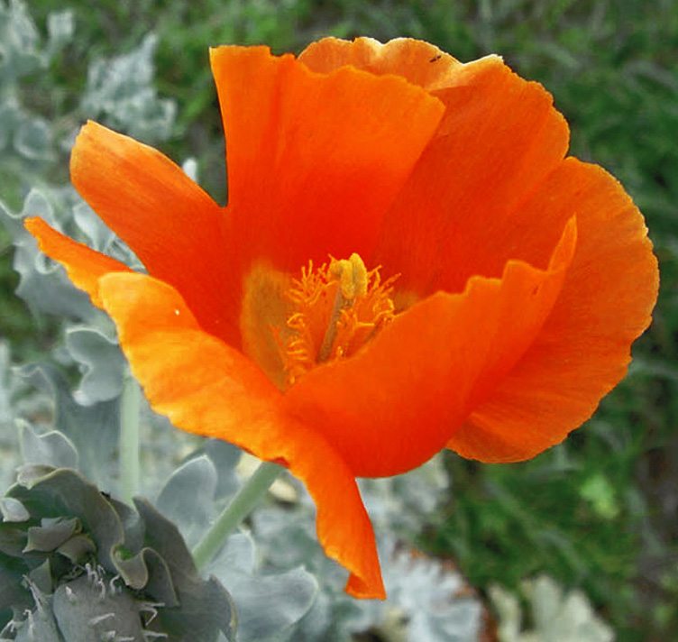 Glaucium flavum <p>var. aurantiacum <p>HORNED POPPY</p>