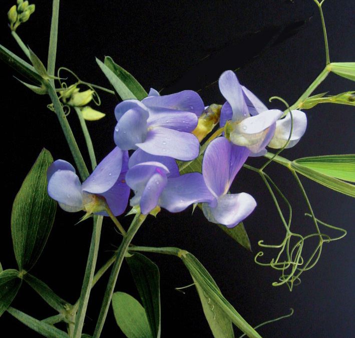 Lathyrus vernus <p>'Heavenly Blues' <p>DWARF BLUE PEAS <p>SALE: Buy 1 get 2</p>