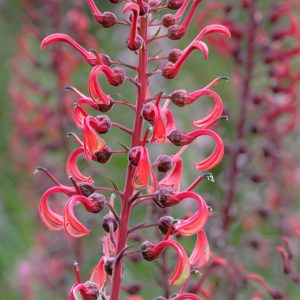 Lobelia tupa <p>DEVIL'S TOBACCO</p>