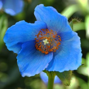 Meconopsis x sheldonii 'Lingholm' <p>LINGHOLM BLUE POPPIES <p>COLLECTOR'S PACK</p>