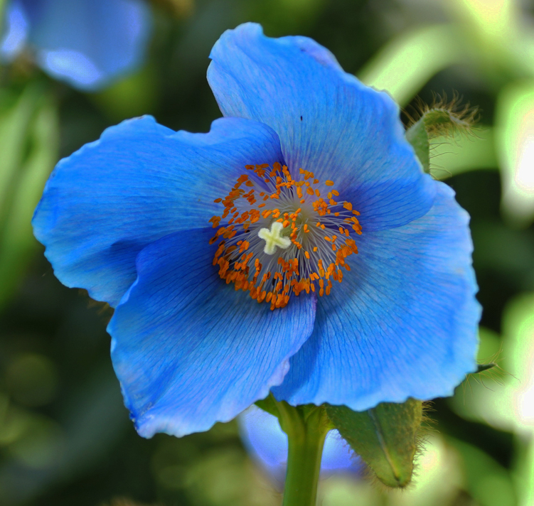 Meconopsis x sheldonii 'Lingholm' <p>LINGHOLM BLUE POPPIES <p>COLLECTOR'S PACK</p>