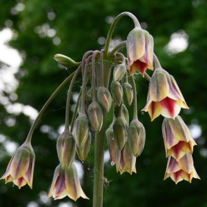Nectaroscordum siculum <p>HONEY BELLS <p>COLLECTORS PACK</p>