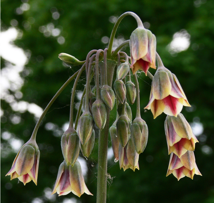 Nectaroscordum siculum <p>HONEY BELLS <p>COLLECTORS PACK</p>