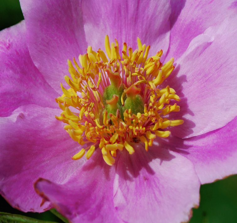 Paeonia anomala <p>ANOMALOUS PEONY ROSE</p>