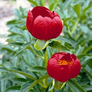 Paeonia peregrina <p>BALKAN PEONY ROSE</p>