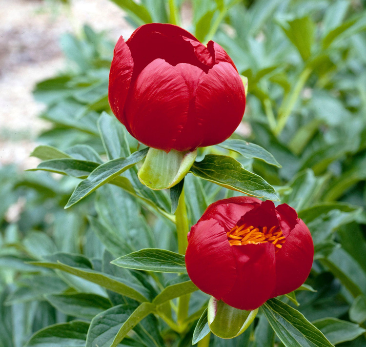 Paeonia peregrina <p>BALKAN PEONY ROSE</p>