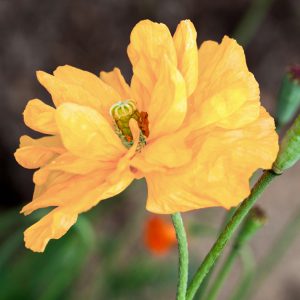 Papaver pilosum <p>ssp. spicatum <p>TURKISH SPIRE POPPY</p>