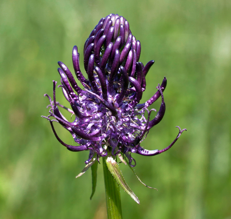 Phyteuma spicatum <p>ssp. coeruleum <p>BLUE RAMPION <p>SALE: Buy 1 get 2 packs <p>No WA</p>